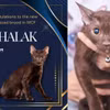 Suphalak, là một giống mèo cổ có gốc ở Thái Lan. (Nguồn: PRD Thái Lan)
