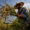 Nông dân gặt lúa trên cánh đồng. (Ảnh: AFP/TTXVN)