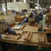 Một dây chuyền sản xuất đồ gỗ xuất khẩu. (Ảnh: Vũ Sinh/TTXVN)