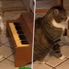 Kỳ lạ chú mèo chơi piano để thông báo cho chủ biết mình đang đói