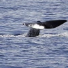Một chú cá mập voi bơi ở ngoài khơi bờ biển thành phố Nice, Pháp. (Ảnh: AFP/TTXVN)