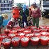 Ngư dân xã Thanh Hải (huyện Ninh Hải, tỉnh Ninh Thuận) trúng mùa cá cơm. (Ảnh: Nguyễn Thành/TTXVN)