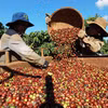 Thu hoạch cà phê ở vùng trồng của Công ty Simexco Daklak (thành phố Buôn Ma Thuột, Đắk Lắk). (Ảnh: Vũ Sinh/TTXVN)