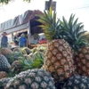 Người dân thu hoạch dứa bán cho thương lái. (Ảnh: Tuấn Anh/TTXVN)