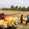 Nông dân xã Thanh Mỹ, huyện Châu Thành, tỉnh Trà Vinh, thu hoạch lúa. (Ảnh: Thanh Hòa/TTXVN)