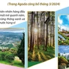 Agoda: Đà Lạt lọt Top 9 điểm đến được yêu thích tại châu Á