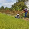 Trên 29.000ha lúa ở ĐBSCL có nguy cơ bị ảnh hưởng bởi xâm nhập mặn