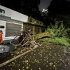 Một cây lớn bật gốc đổ ra phố Tràng Thi, Hà Nội, trong trận mưa dông tối 20/4 vừa qua. (Ảnh: Phạm Kiên/TTXVN)