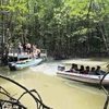 Du khách tham quan, trải nghiệm sản phẩm du lịch xuyên rừng tại Mũi Cà Mau. (Ảnh: Kim Há/TTXVN)