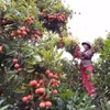 Người nông dân thu hoạch quả vải. (Ảnh: TTXVN)