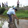 'Bí ẩn' nguồn nước mặn ảnh hưởng lúa của nông dân ở Hậu Giang