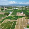 Mô hình trồng cây măng tây ở xã An Hải, huyện Ninh Phước, tỉnh Ninh Thuận, phủ xanh đất cát, cho hiệu quả kinh tế cao. (Ảnh: Nguyễn Thành/TTXVN)