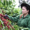 Công nhân Công ty TNHH sản xuất và thương mại Vương Thành Công, tỉnh Đắk Lắk, thu hoạch càphê. (Ảnh: Tuấn Anh/TTXVN)