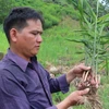 Cây gừng sẻ được trồng và nhân rộng tại huyện Trà Bồng, tỉnh Quảng Ngãi. (Ảnh: Phạm Cường/TTXVN)