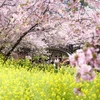 Hoa anh đào nở rộ tại tỉnh Kanagawa, Nhật Bản. (Ảnh: Kyodo/TTXVN)