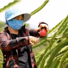 Nông dân thu hoạch thanh long. (Ảnh: Quang Quyết/TTXVN) 