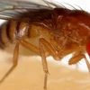 Biến đổi gene thành công để tạo ra ruồi giấm có khả năng trinh sản
