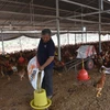 Giá thức ăn chăn nuôi liên tục tăng nhanh gây khó khăn cho người nông dân. Trong ảnh: Chăn nuôi gà tại ấp Bình Mỹ, xã Bình Giả, Châu Đức, Bà Rịa-Vũng Tàu. (Ảnh: Hoàng Nhị/TTXVN) 