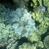 Rạn san hô Great Barrier đối mặt với nguy cơ bị tẩy trắng do El Nino