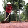 Người dân xã Ea Kao, thành phố Buôn Ma Thuột (Đắk Lắk) phơi càphê. (Ảnh: Tuấn Anh/TTXVN)