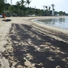 Dầu loang trên bãi biển Siloso ở đảo Sentosa, Singapore, ngày 15/6/2024. (Ảnh: THX/TTXVN)