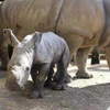 Vườn thú tại Australia chào đón tê giác trắng con đầu tiên sau 10 năm