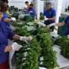 Mỗi ngày, hệ thống siêu thị BigC Hà Nội tiêu thụ từ 1,2 đến 1,5 tấn rau củ quả được bao gói bằng các sản phẩm thân thiện với môi trường của Hợp tác xã rau quả sạch Chúc Sơn, Hà Nội. (Ảnh: Vũ Sinh/TTXVN)