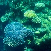 Rạn san hô Great Barrier ở ngoài khơi bang Queensland, Australia bị tẩy trắng trên diện rộng, ngày 7/3/2022. Ảnh: AFP/TTXVN