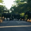 Đàn voi băng qua đường bên ngoài Công viên Quốc gia Hwange, Zimbabwe. (Nguồn: AFP)