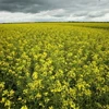 Hoa cải dầu nở rộ trên cánh đồng ở La Salle, tỉnh Manitoba, Canada. (Ảnh: Reuters/TTXVN)