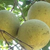 Quả bưởi. (Ảnh: TTXVN phát)