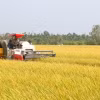 Nông dân các huyện Long Phú (Trần Đề, Sóc Trăng) thu hoạch lúa Đông Xuân chính vụ. (Ảnh: Tuấn Phi/TTXVN)