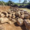 Hàng trăm khối đá lớn nằm la liệt trong khu vực rẫy càphê của ông Thủy. (Ảnh: Quang Thái/TTXVN)