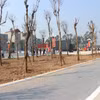 Hà Nội: Xây dựng công viên cây xanh trên đất vi phạm ở Đông Anh