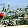 Cây xanh trong khuôn viên trường Mầm non Quảng Sơn phủ một lớp bụi trắng xóa từ hoạt động của Trạm trộn bêtông ximăng nằm sát bên cạnh. (Ảnh: Tá Chuyên/TTXVN)