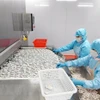 Sản xuất tôm đông lạnh theo quy chuẩn xuất khẩu nước ngoài tại Công ty cổ phần Thủy sản BNA (huyện Ba Chẽ, tỉnh Quảng Ninh). (Ảnh: Thanh Vân/TTXVN)