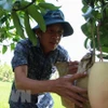 Nông dân kiểm tra vườn xoài cát. (Ảnh: Hồng Thái/TTXVN)