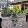 Tham quan triển lãm mai vàng Huế. (Ảnh: Tường Vi/TTXVN)