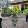 Tham quan triển lãm mai vàng Huế. (Ảnh: Tường Vi/TTXVN)