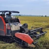 Giá lúa tại Đồng bằng sông Cửu Long tuần qua duy trì ở mức cao. (Nguồn: TTXVN)