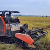 Giá lúa tại Đồng bằng sông Cửu Long tuần qua duy trì ở mức cao. (Nguồn: TTXVN)