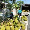 Việc chuyển đổi đất trồng lúa kém hiệu quả sang trồng mít cho hiệu quả gấp đôi so với trồng lúa. (Ảnh: Nguyễn Văn Trí/TTXVN)