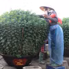 Người dân xã Nghĩa Hiệp (Quảng Ngãi) chăm sóc hoa cúc vụ Tết. (Ảnh: Phạm Cường/TTXVN)