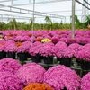 Du khách tham quan, chụp ảnh tại Tổ hợp tác hoa, kiểng khóm Tân An, phường An Hòa, thành phố Sa Đéc. (Ảnh: Nhựt An/TTXVN)