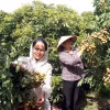 Các thành viên của Hợp tác xã cây ăn quả đặc sản Quyết Thắng, xã Tân Hưng, thành phố Hưng Yên chăm sóc những công đoạn cuối cùng để chuẩn bị cho vụ thu hoạch nhãn. (Ảnh: Mai Ngoan/TTXVN)