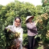 Các thành viên của Hợp tác xã cây ăn quả đặc sản Quyết Thắng, xã Tân Hưng, thành phố Hưng Yên chăm sóc những công đoạn cuối cùng để chuẩn bị cho vụ thu hoạch nhãn. (Ảnh: Mai Ngoan/TTXVN)