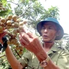 Thành viên của Hợp tác xã cây ăn quả đặc sản Quyết Thắng, xã Tân Hưng, thành phố Hưng Yên chăm sóc những công đoạn cuối cùng để chuẩn bị cho vụ thu hoạch nhãn. (Ảnh: Mai Ngoan/TTXVN)