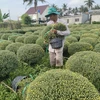 Chuẩn bị giao hoa cúc mâm xôi cho thương lái tại huyện Chợ Lách (Bến Tre). (Ảnh: Huỳnh Phúc Hậu/TTXVN)