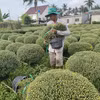 Chuẩn bị giao hoa cúc mâm xôi cho thương lái tại huyện Chợ Lách (Bến Tre). (Ảnh: Huỳnh Phúc Hậu/TTXVN)