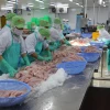 Chế biến cá tra xuất khẩu tại Công ty Cổ phần Gò Đàng, Kiên Giang. (Ảnh: Minh Trí/TTXVN)